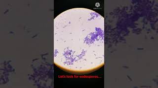 Bacterial Cells with Endospores under Microscope I Shorts [upl. by Melita]