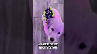 Golden Retriever Yummy Costume [upl. by Etteniuq]