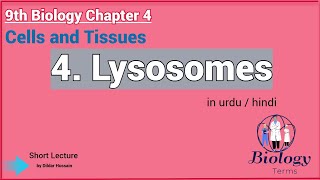 Lysosomes Structure and Function in Urdu\Hindi  Lysosomes Class 9 [upl. by Rafael]