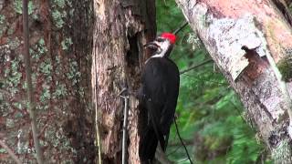 Pileated Woodpecker in Action [upl. by Izogn835]