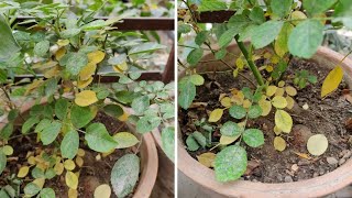 Rose plant की leaves yellow हो रही है  Solution in this video 100 result  Yellow leaves on Rose [upl. by Zetrac]