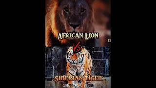 African Lion vs Siberian Tiger shorts edit lion tiger [upl. by Ecyaj]