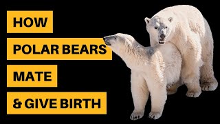 How Polar Bears Mate amp Give Birth Reproductive Cycle [upl. by Hoem]