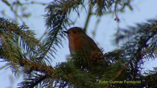 RÖDHAKE European Robin Erithacus rubecula Klipp  335 [upl. by Misab]