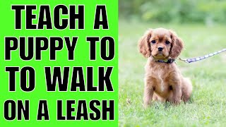 How To TEACH A Puppy To Walk On A Leash NOW [upl. by Niela]