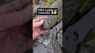 Extracting Fossil Nodules from Rocks 👷🏻‍♂️🪨🔨 fossilhunting fossils shorts coast rock ammonite [upl. by Ekusuy]