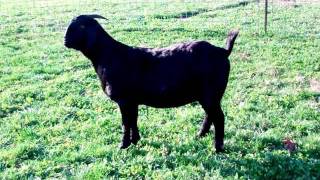 MAX Boer Goats DAPPLED  BLACK DAHLIA by Ennobled RED HOT DAPPLED   SOLD [upl. by Veronica]