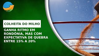 Colheita do milho safrinha em Rondônia vai ganhando ritmo mas com expectativa de quebra [upl. by Regor]