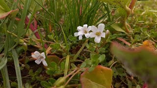 Bacopa monnieri  Bacopa enana  Brahmi  Lágrima de bebé  Hisopo de agua  Verdolaga de puerco [upl. by Krebs742]