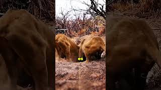 Leones CAZANDO un gran ANIMAL 😱 animalsalvaje mundoanimal wildlife wildanimals [upl. by Icnan7]