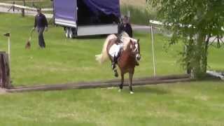 Haflinger Gelände Gunzenhausen 2014 [upl. by Ocko]