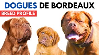 Dogues De Bordeaux Dog Breed Profile History  Price  Traits  Dogues De Bordeaux Grooming Needs [upl. by Chiaki]