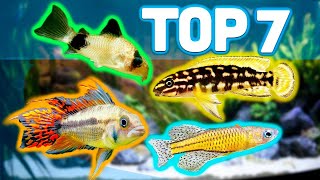 MY TOP 7 BEST AQUARIUM FISH FOR 20 GALLON AQUARIUMS [upl. by Asfah]