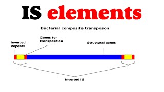 IS elements [upl. by Rimma102]