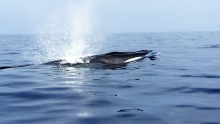 Ballenas rorcuales en Las Negras [upl. by Ettevram]