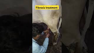 fibrosis treatment mastitis care dairyfarm youtube youtubeshorts [upl. by Chyou]