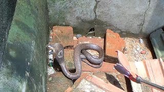 Monocled Cobra venomous Snake दोस्तों यह सांप डसने में महारत हासिल है Rescue From Dhanbad [upl. by Aihsenot488]