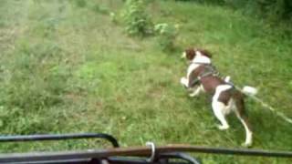 How to Bird Hunt 3 Dogs Roading PreHunt Conditioning [upl. by Korney]