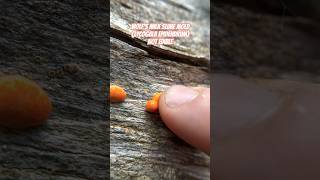 Popping Nature’s Pimples Wolf’s Milk Slime Mold Lycogala epidendrum in Telluride CO [upl. by Other84]