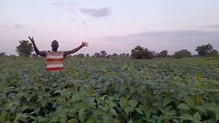 How to earn 50000000 from soybeans farming within 4month oonly in Uganda [upl. by Behrens]