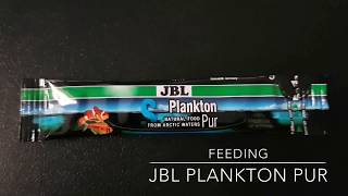 Testing JBL Plankton PUR on endlers rainbows and denisonii [upl. by Doane]