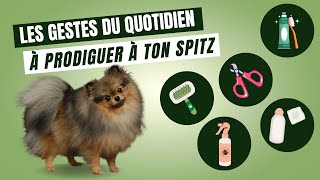 🐶 Comment prendre soin de son Spitz  🐾  ✦ 100 POMERANIAN [upl. by Eceeryt683]