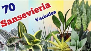 70 Sansevieria varieties with names  Snake plant varieties with names  Pinkish paradise [upl. by Sirama954]