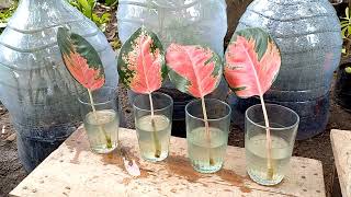 how to grow aglaonema from cutting leaf [upl. by Nelleus815]