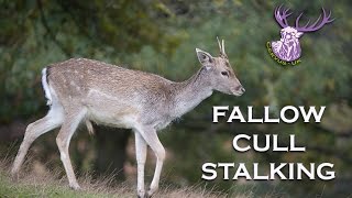 FALLOW DEER CULL STALKING [upl. by Cleti]