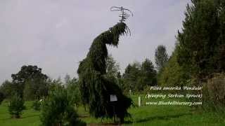 Picea omorika Pendula Weeping Serbian Spruce [upl. by Annoyi75]