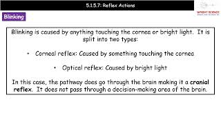 A Level Biology  5157  Reflex Actions [upl. by Oskar]