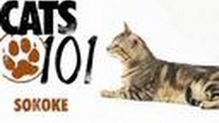 Sokoke  Cats 101 [upl. by Azarcon]