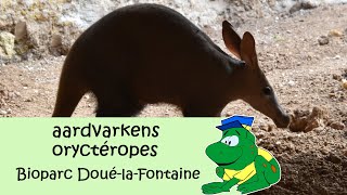 Bioparc DouélaFontaine Aardvarkens Oryctéropes [upl. by Entirb]