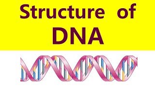 Structure of DNA Molecule DNA double helix  Watson Crick Model [upl. by Walford]