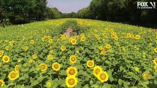 DRONE FOOTAGE 30 acres of sunflowers sweep across Maryland  FOX 5 DC [upl. by Eerased]