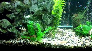 Panda Corys breeding [upl. by Aromas]