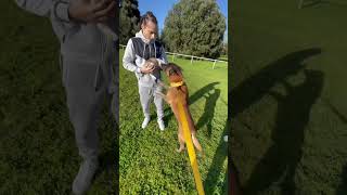 Atom🐕Vs lapin🐇 video dog malinois viral youtubeshorts chien atom lapine k9 [upl. by Aicatan]