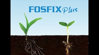 Fosfix Plus  disponibilizarea fosforului din sol la un cost economic pe ha [upl. by Ilamad]