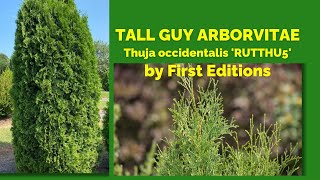 TALL GUY ARBORVITAE  Thuja occidentalis RUTTHU5 by First Editions [upl. by Lonna]