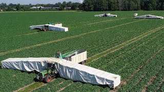 How American Farmers Harvest Thousands Of Tons Of Agricultural Products  American Farming [upl. by Ilise]