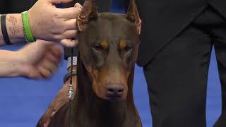 Doberman Pinscher 2018 National Dog Show Working Group [upl. by Fraya]