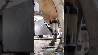 Robotic milking fullwood JOZ merlin M2 [upl. by Anett660]