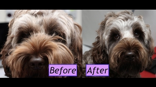 How to groom a Cockapoo face  Demo [upl. by Markowitz265]