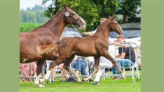 Gelders filly Rosilady ML Edmundo x Democraat showing off at the KWPN inspection  2021 [upl. by Sassan]