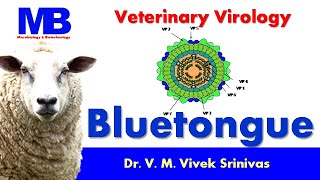 BLUETONGUE  Microbiology  Vivek Srinivas  Bluetongue BTV Veterinaryscience [upl. by Zakaria]