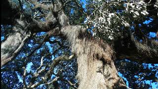 Puhutukawa trees towards East Cape here in New Zealand our Christmas Tree [upl. by Adnak]