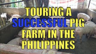 Touring A Successful Pig Farm In The Philippines [upl. by Semmes729]