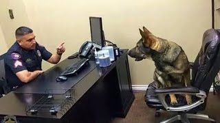 When you own a dog with an IQ 200 😲Funniest Dog Ever [upl. by Ditter]