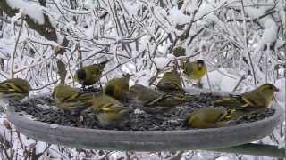 Čížek lesní Carduelis spinus Eurasian Siskin [upl. by Anayit]