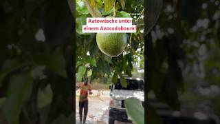 Autowäsche unter einem Avocadobaum [upl. by Ahsap897]